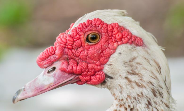 Free stock image of Muscovy Duck created by Pixabay