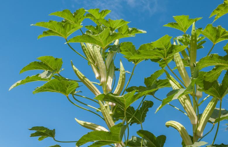 Free stock image of Okra created by Pixabay