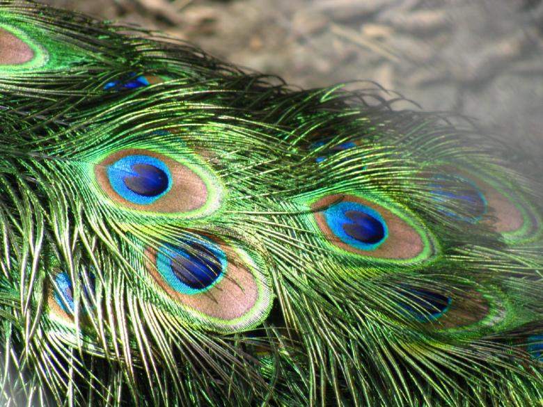 Free stock image of Colors of Nature created by Pixabay