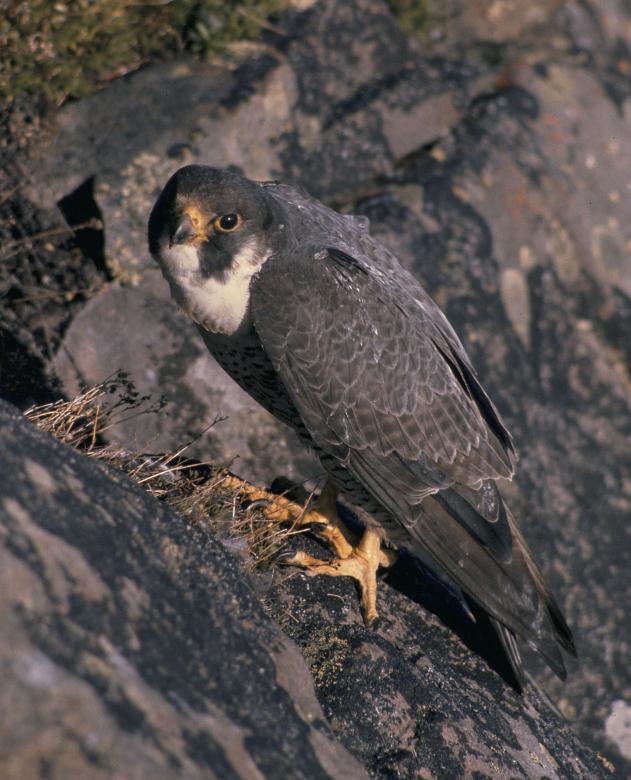 Free stock image of Peregrine Falcon created by Pixabay