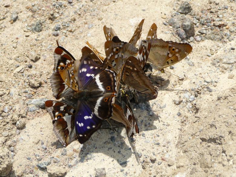 Free stock image of Purple Emperor created by Pixabay