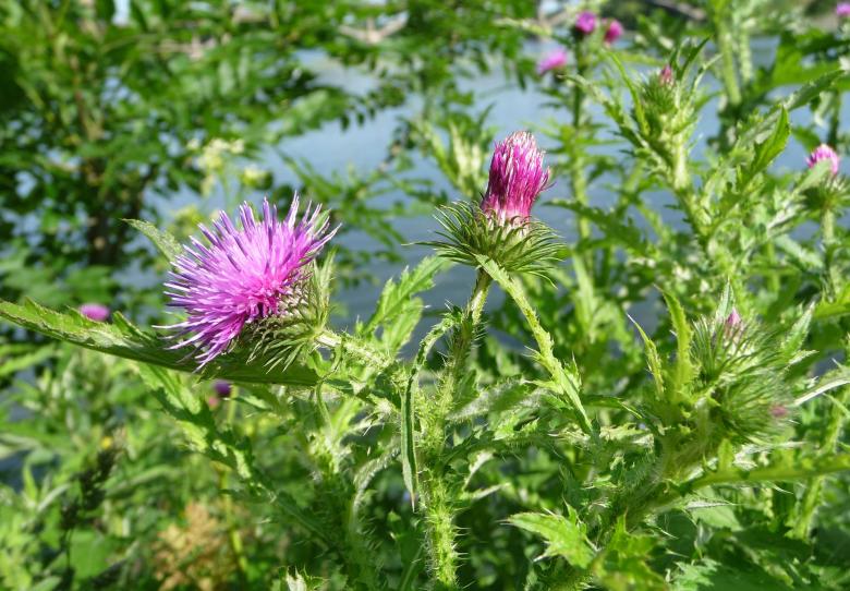Free stock image of Welted Thistle created by Pixabay