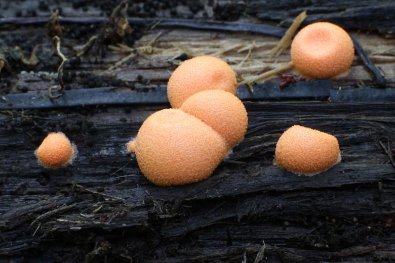 Free stock image of Mushrooms created by Pixabay