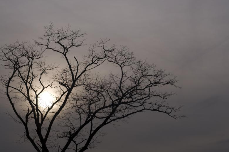 Free stock image of Sun and Tree created by Marshall Reyher