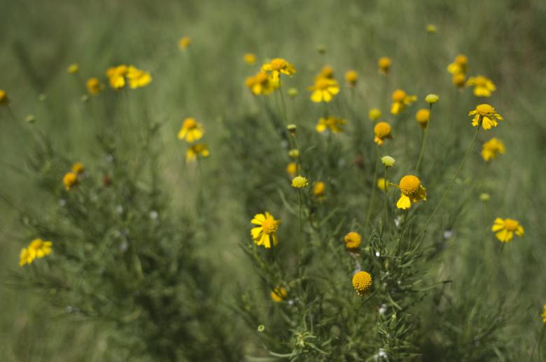 Free stock image of Yellow Flowers created by Marshall Reyher