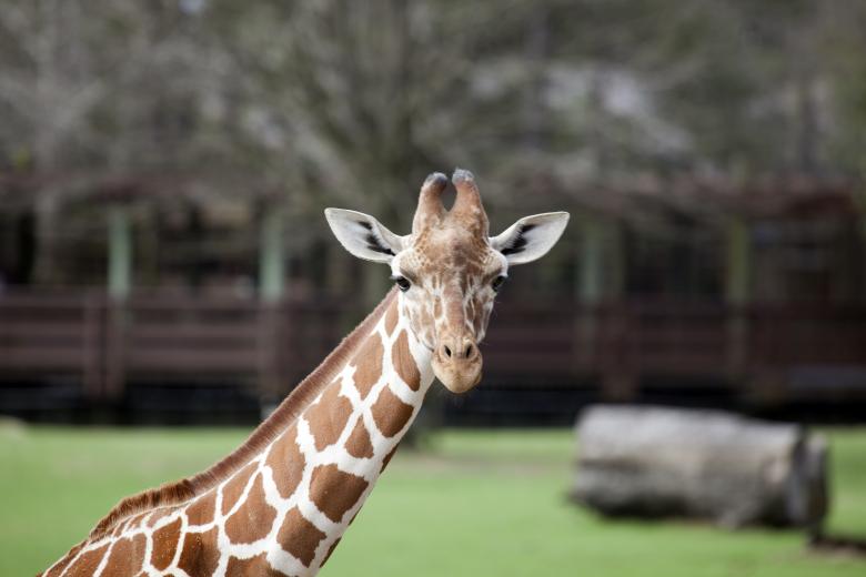 Free stock image of Lonely Giraffe created by Pixabay
