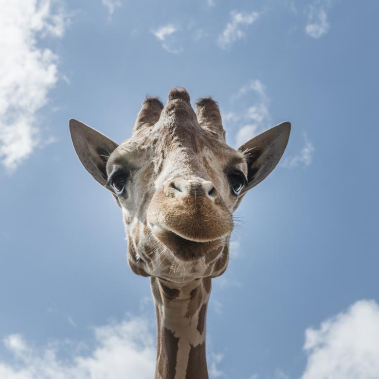 Free stock image of Lonely Giraffe created by Pixabay