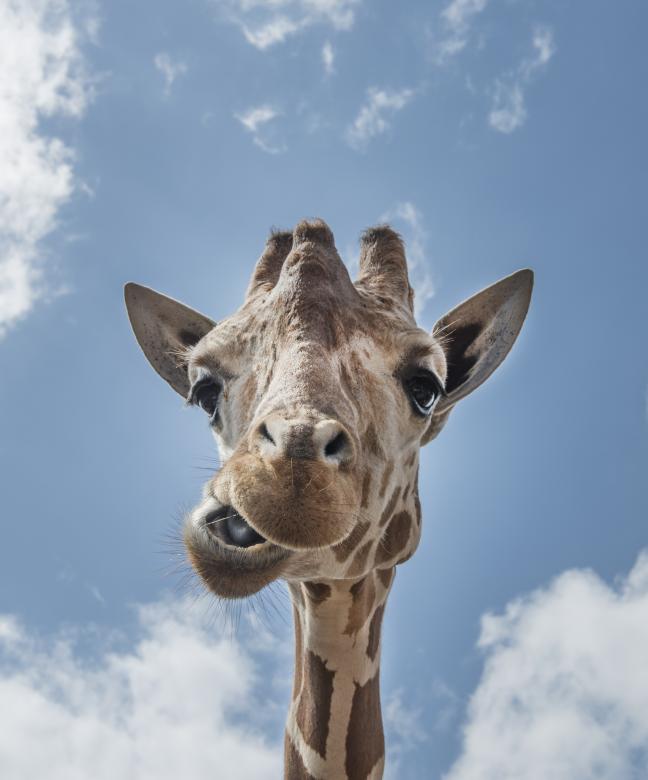 Free stock image of Lonely Giraffe created by Pixabay