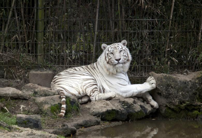 Free stock image of White Tiger created by Pixabay