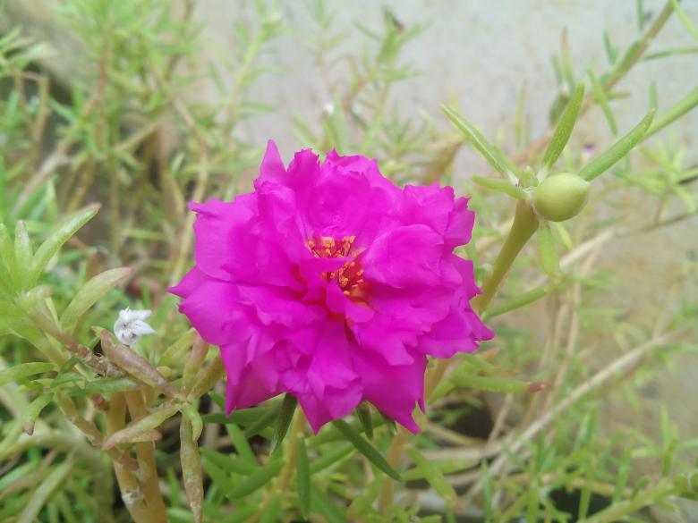 Free stock image of Pink Flower created by k sangeeta