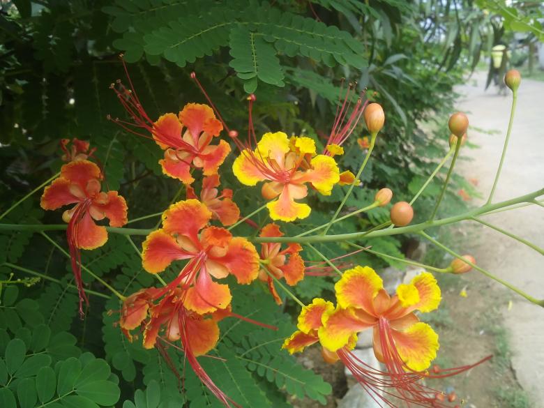 Free stock image of Orange Flowers created by k sangeeta