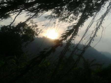 Sunset in the Forest