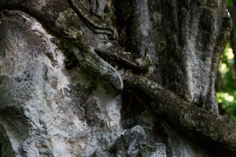 Free stock image of Snake eats itself created by Janis Urtans
