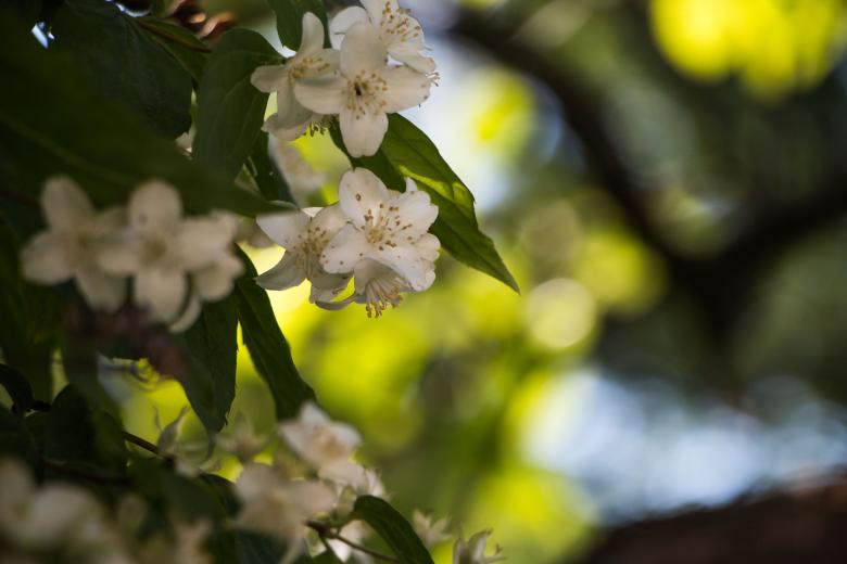 Free stock image of Jasmine created by Janis Urtans