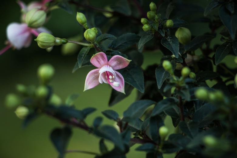 Free stock image of Fuchsia created by Janis Urtans
