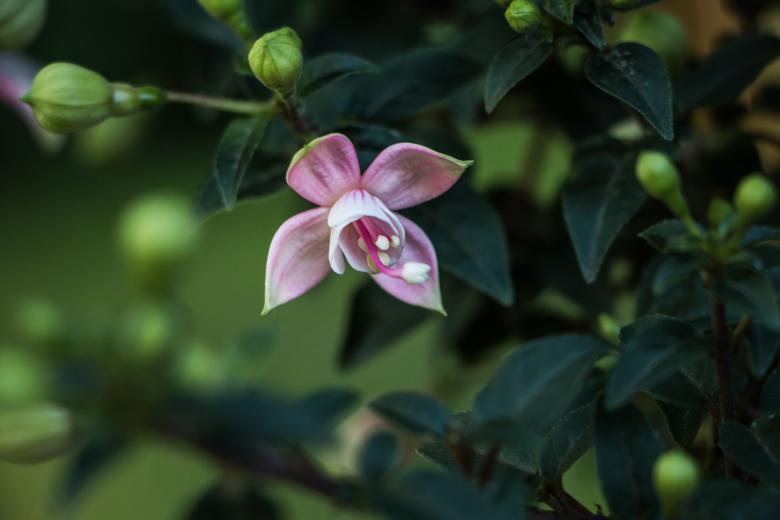 Free stock image of Fuchsia created by Janis Urtans
