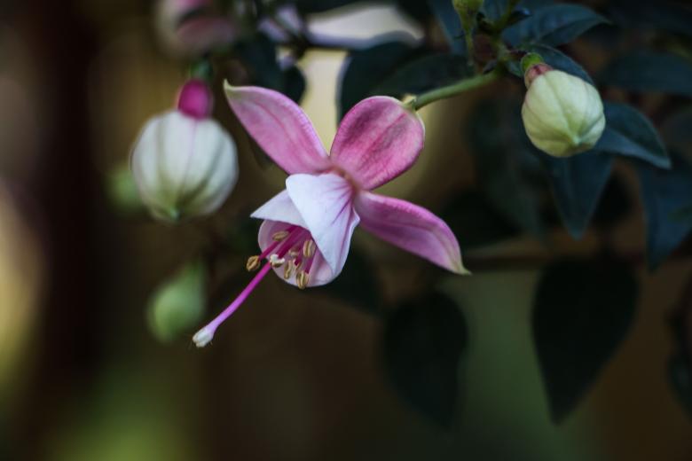 Free stock image of Fuchsia created by Janis Urtans
