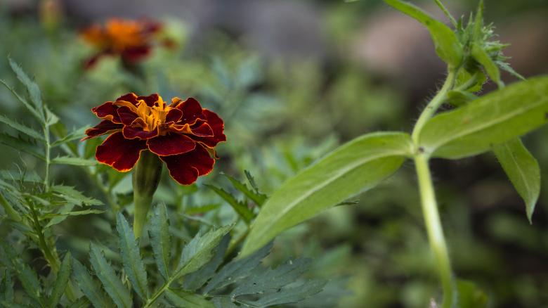Free stock image of Red Tagetes created by Janis Urtans