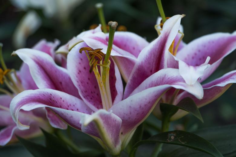 Free stock image of Lily created by Janis Urtans