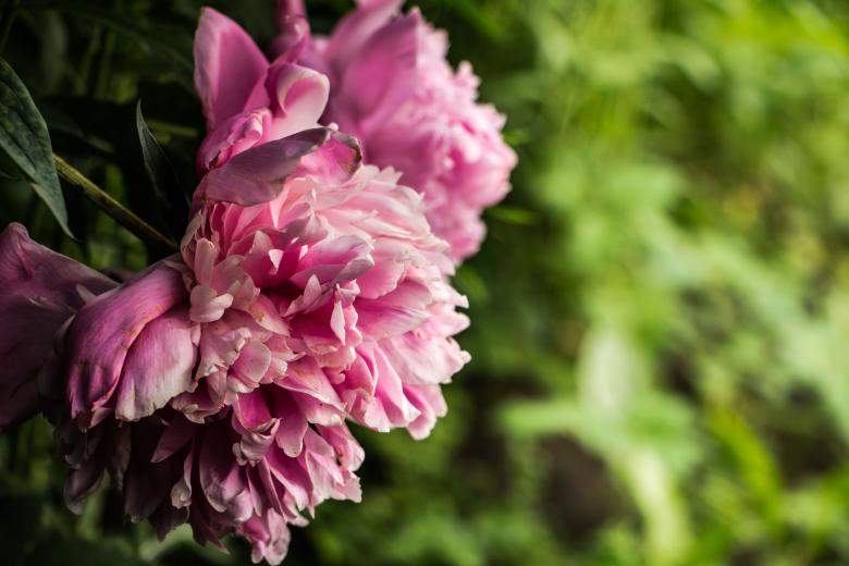 Free stock image of Peony Theme created by Janis Urtans