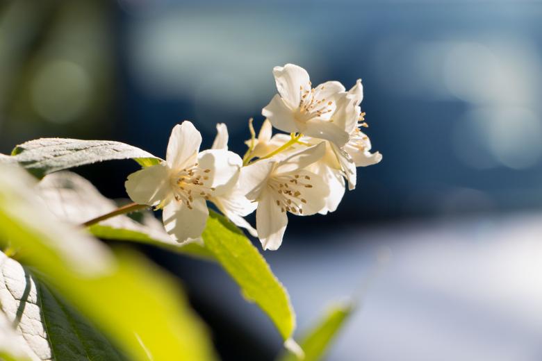 Free stock image of Jasmine created by Janis Urtans