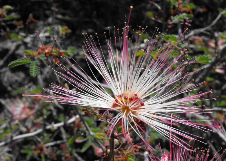 Free stock image of Calliandra in the Garden created by Pixabay