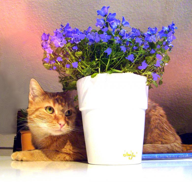 Free stock image of Cat with the Pot created by Pixabay