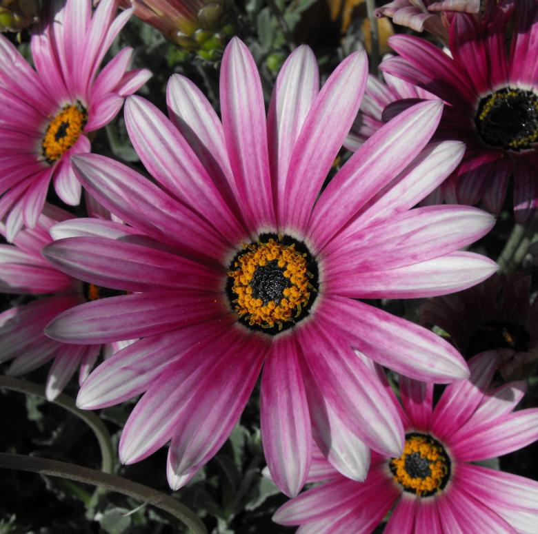 Free stock image of Fresh Daisy created by Pixabay