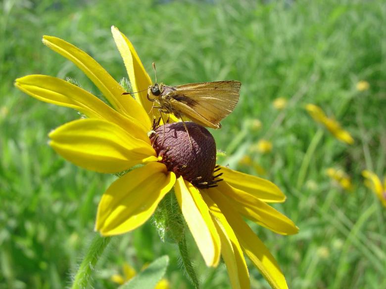 Free stock image of Delaware Skipper on the Flower created by Pixabay