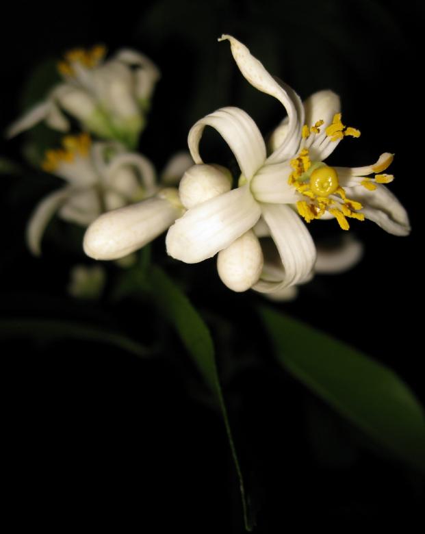 Free stock image of Early Flower created by Pixabay