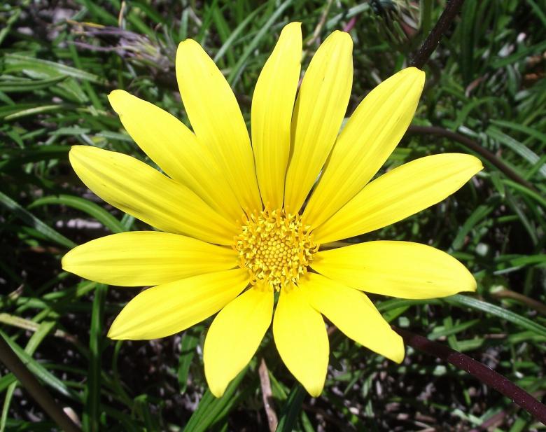 Free stock image of Gazania Flower created by Pixabay