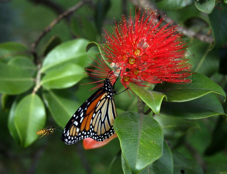 Free stock image of Monarch Butterfly on Flower created by Pixabay