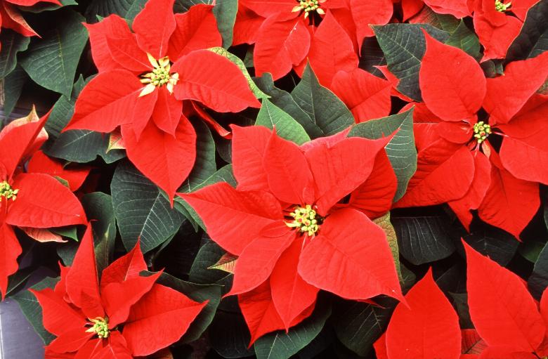 Free stock image of Red Poinsettia created by Pixabay