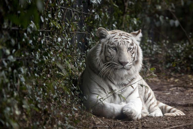 Free stock image of White Tiger created by Pixabay