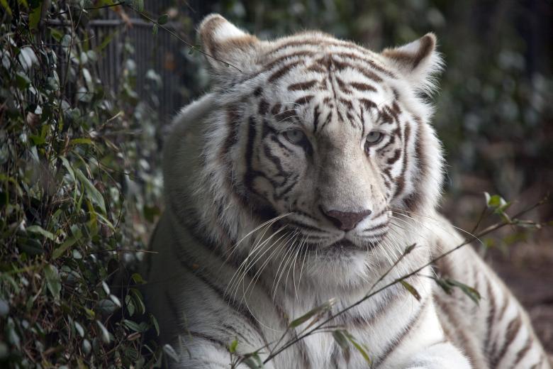 Free stock image of White Tiger created by Pixabay