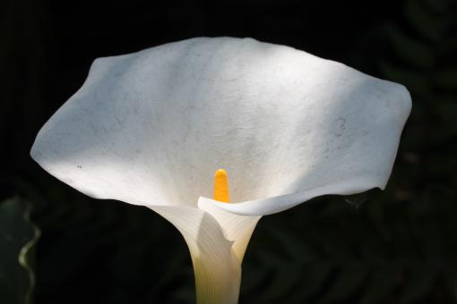 Free Stock Photo of Yellow Spadix