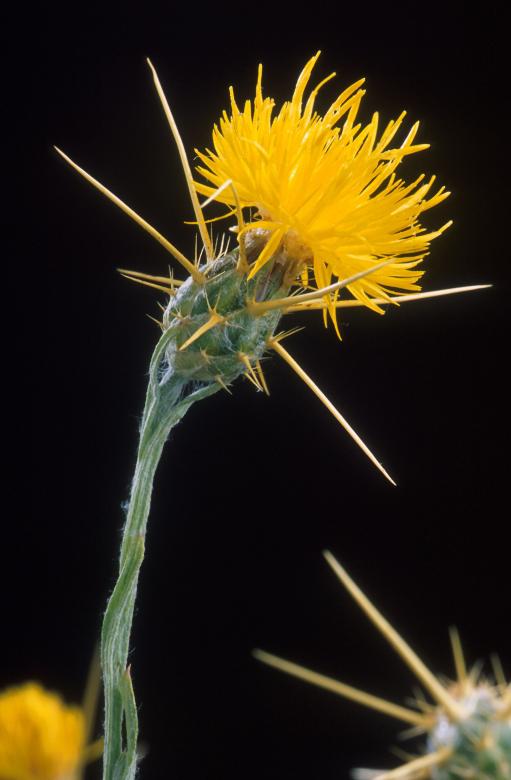 Free stock image of Yellowstar Thistle created by Pixabay