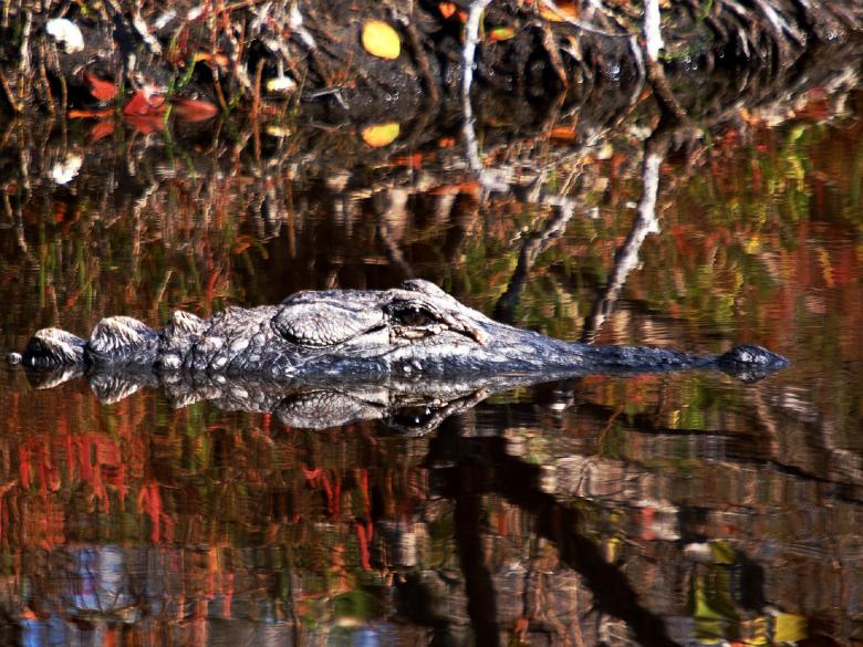 Free stock image of Alligator in the River created by Pixabay