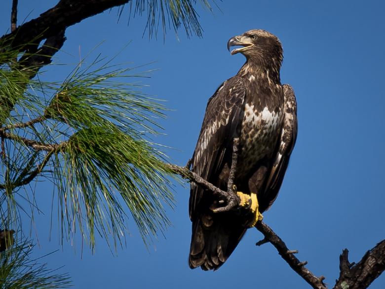Free stock image of Bald Eagle created by Pixabay