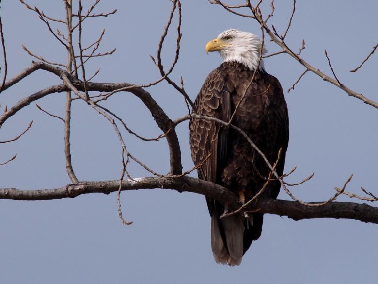 Free stock image of Bald Eagle created by Pixabay