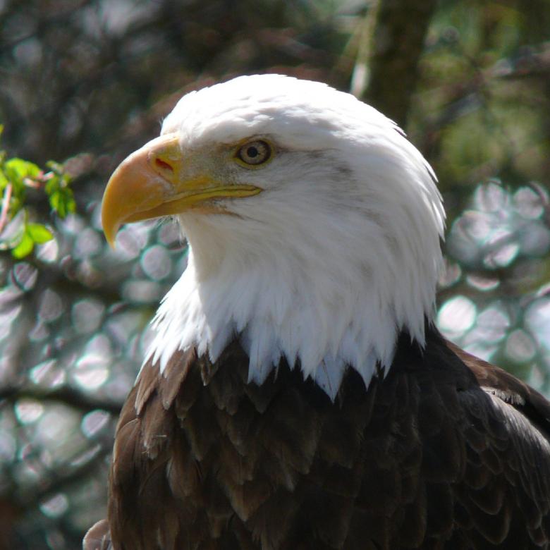 Free stock image of Bald Eagle created by Pixabay