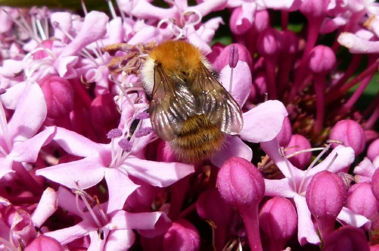 Free stock image of Bee in the Garden created by Pixabay