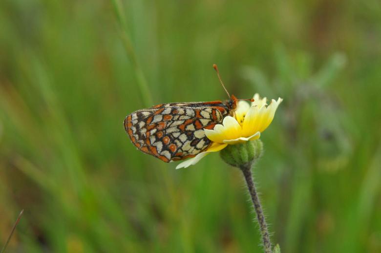 Free stock image of Butterfly on the Flower created by Pixabay