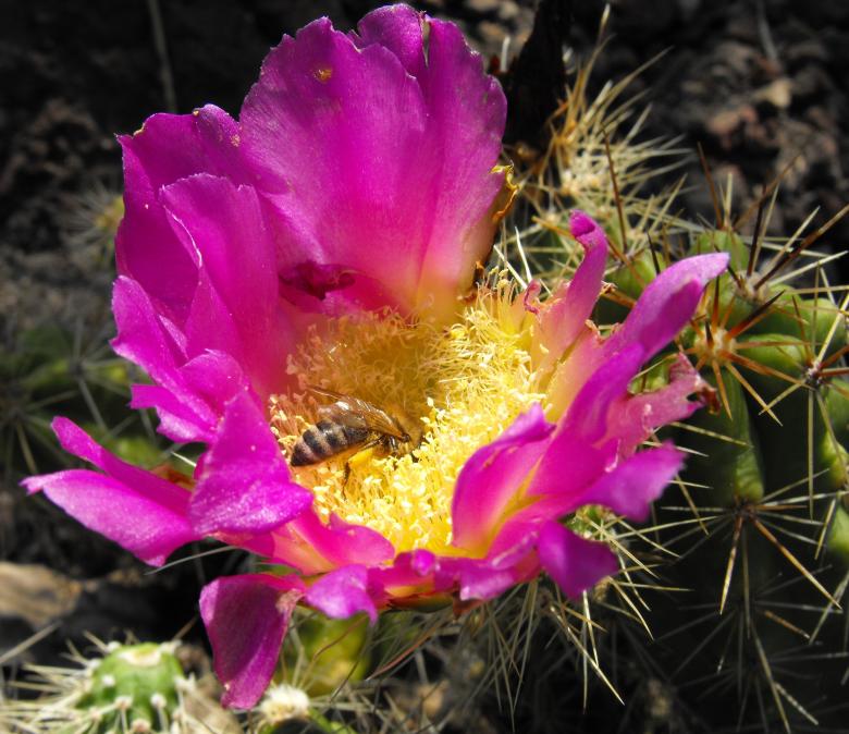 Free stock image of Cactus Flower created by Pixabay