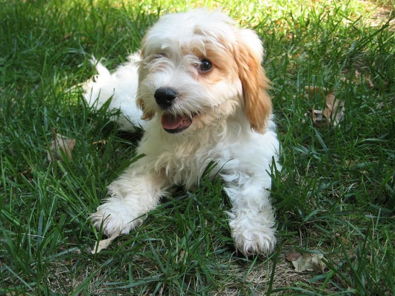 Free stock image of Cavapoo created by Pixabay