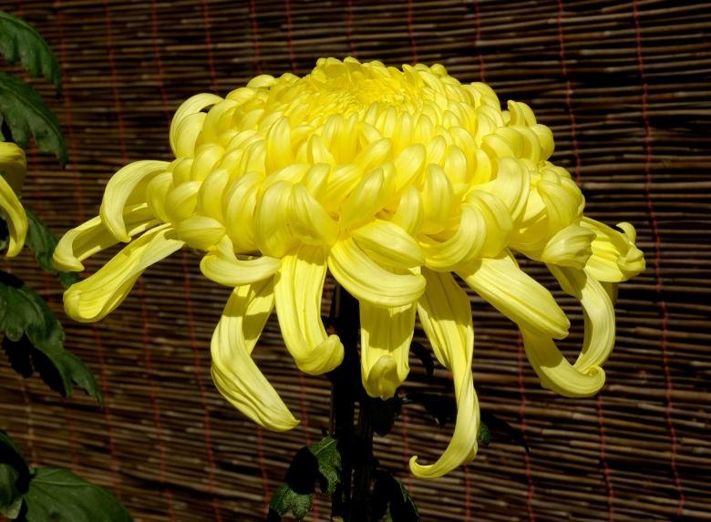 Free stock image of Chrysanthemums created by Pixabay