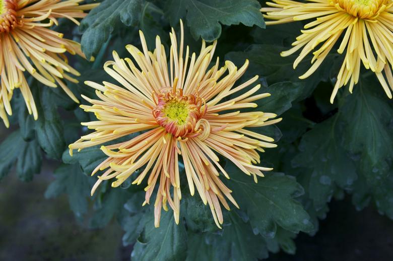 Free stock image of Chrysanthemums created by Pixabay