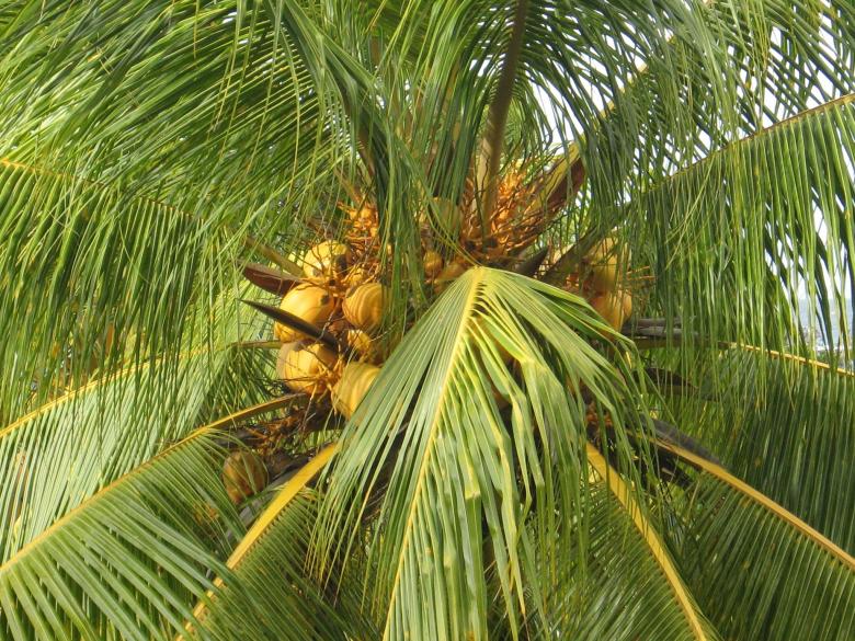 Free stock image of Coconut Tree created by Pixabay