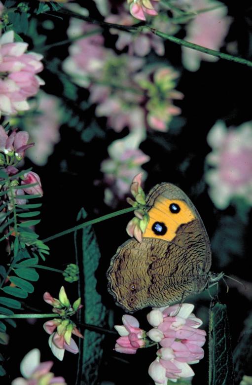 Free stock image of Common Woo Nymph created by Pixabay