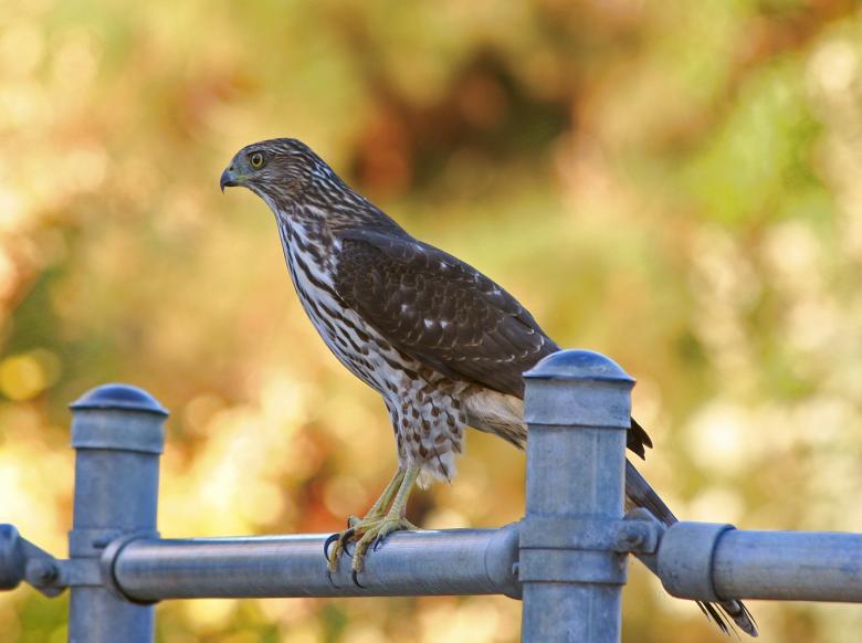 Free stock image of Coopers Hawk created by Pixabay